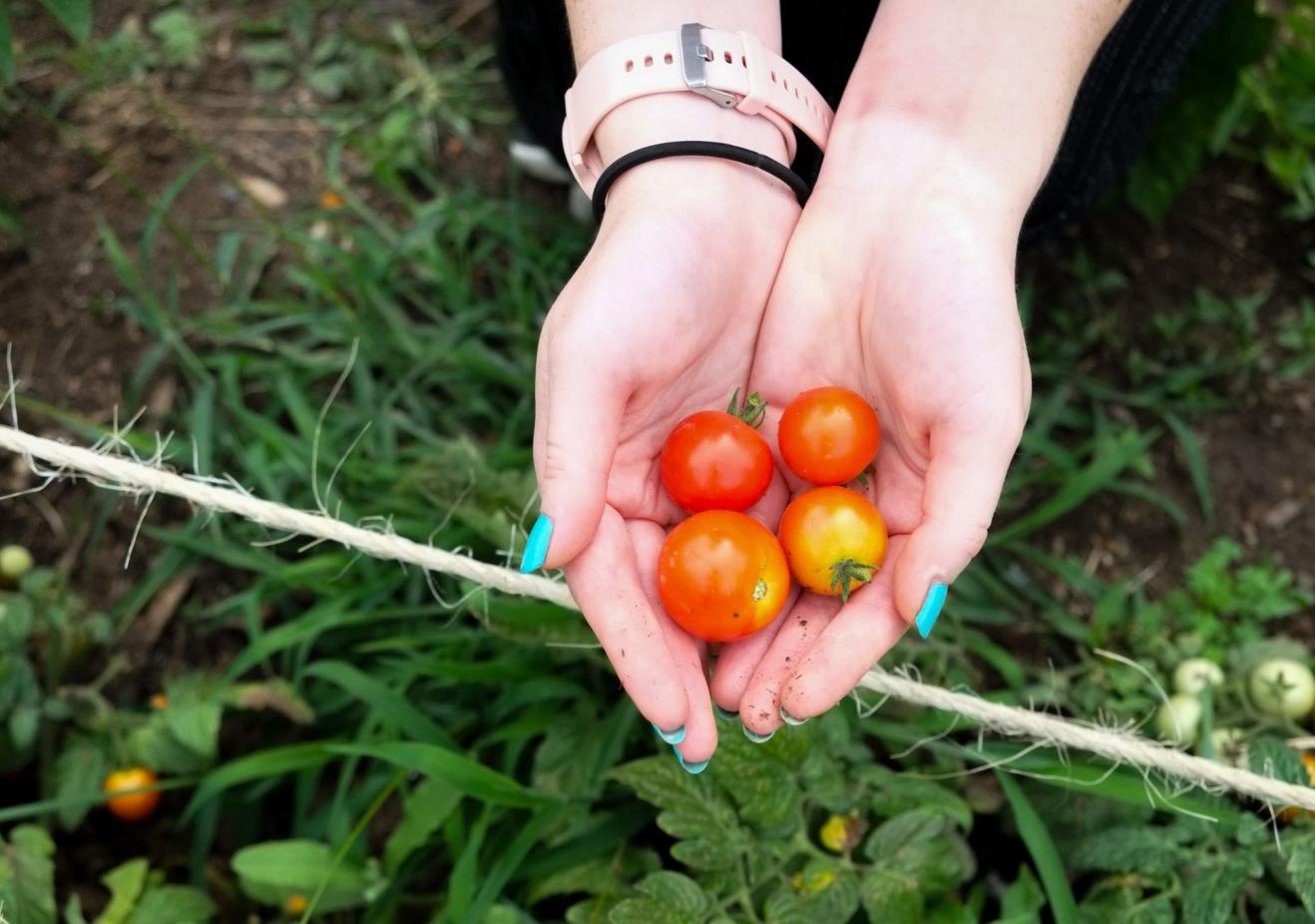 Student holding tomatoes from Community Garden in their hands