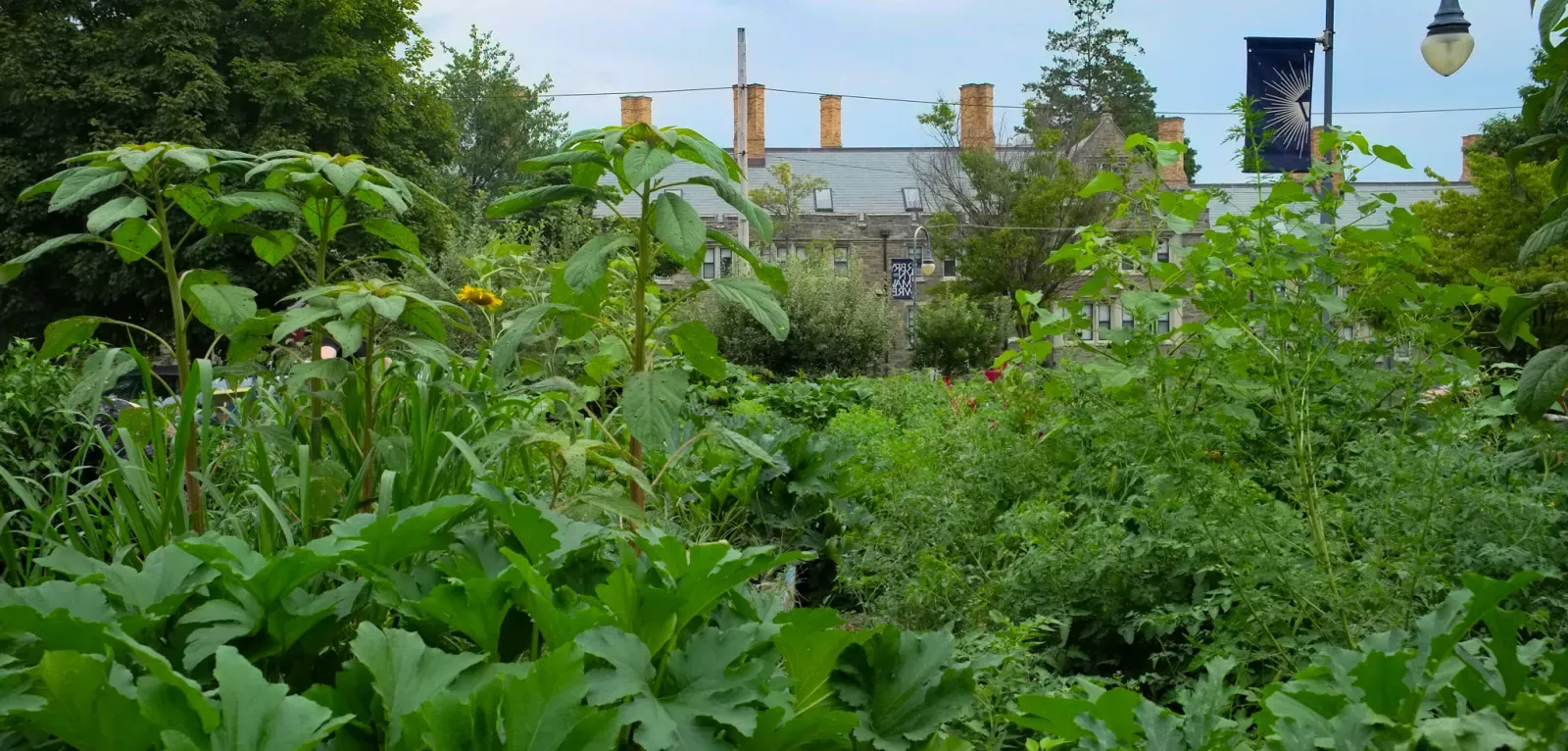 Dining - Community Garden