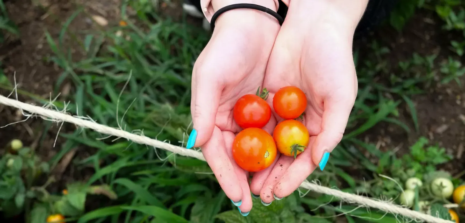 A student holding tomatoes from the community garden